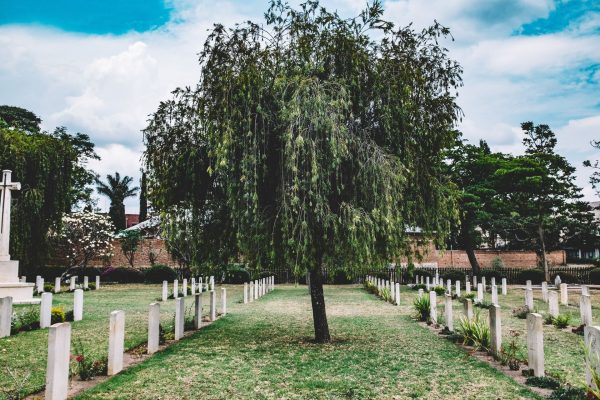 Деревья на кладбище